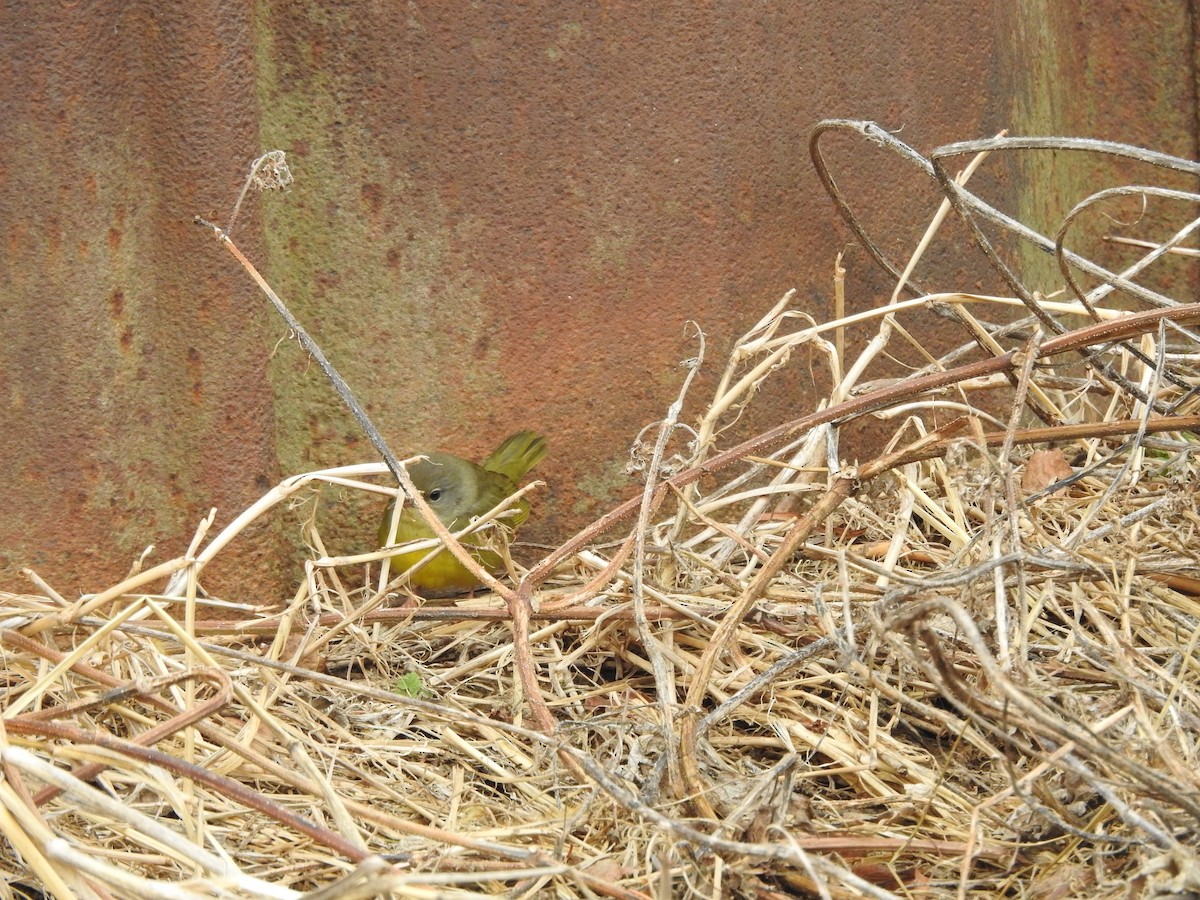 Mourning Warbler - ML646095046