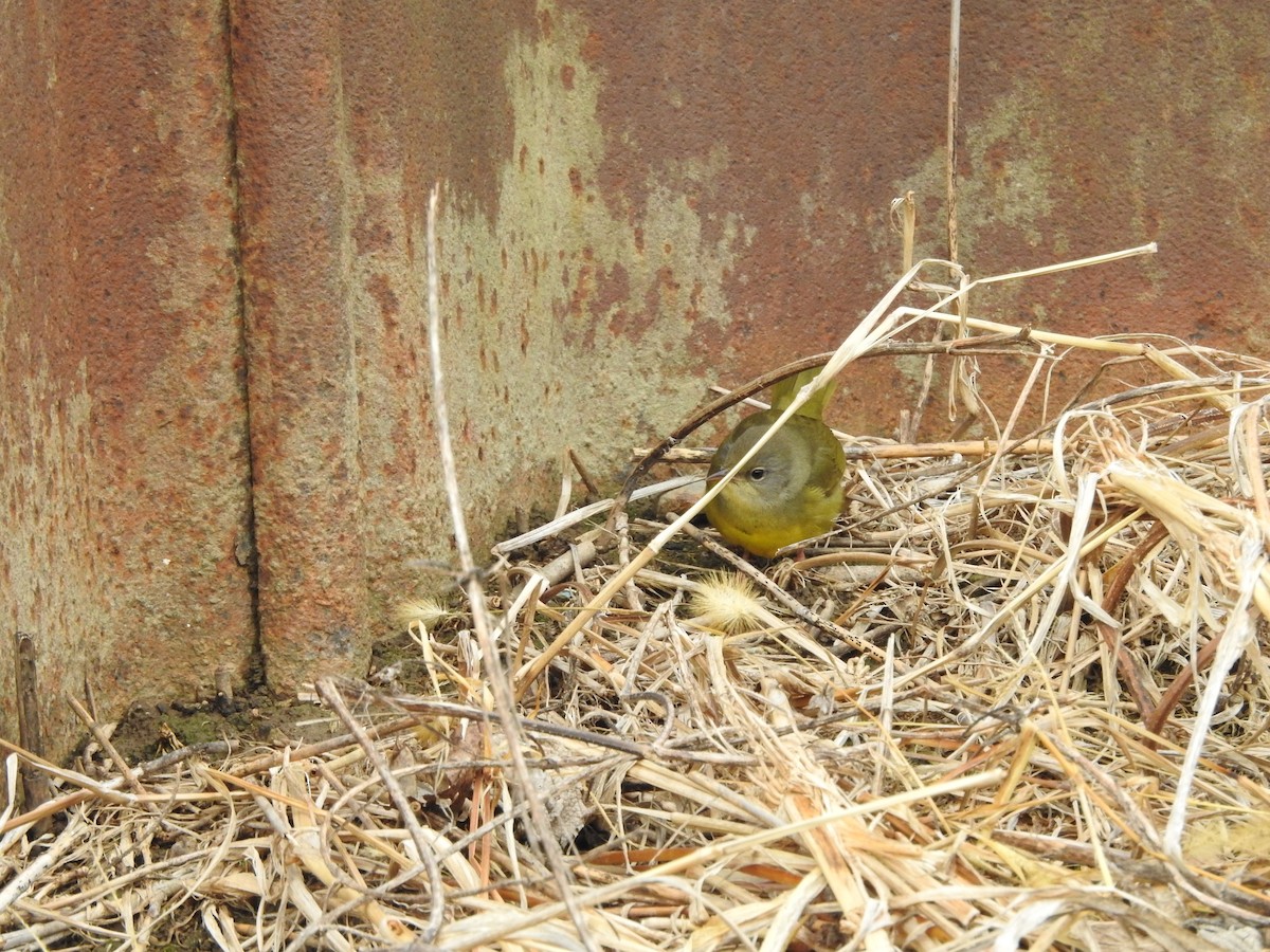 Mourning Warbler - ML646095047