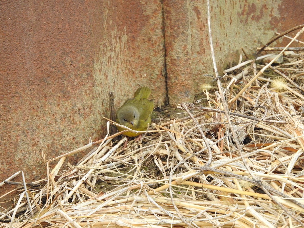 Mourning Warbler - ML646095048