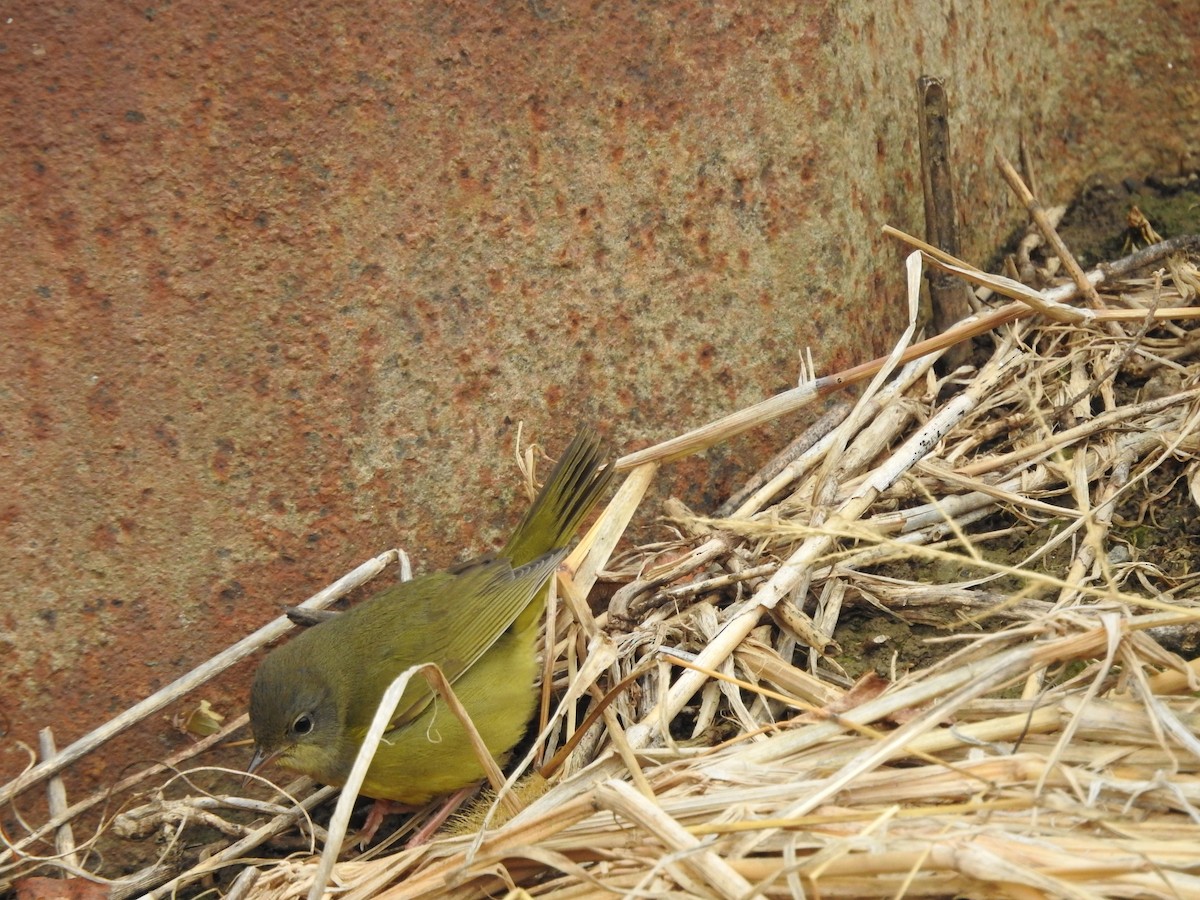 Mourning Warbler - ML646095049