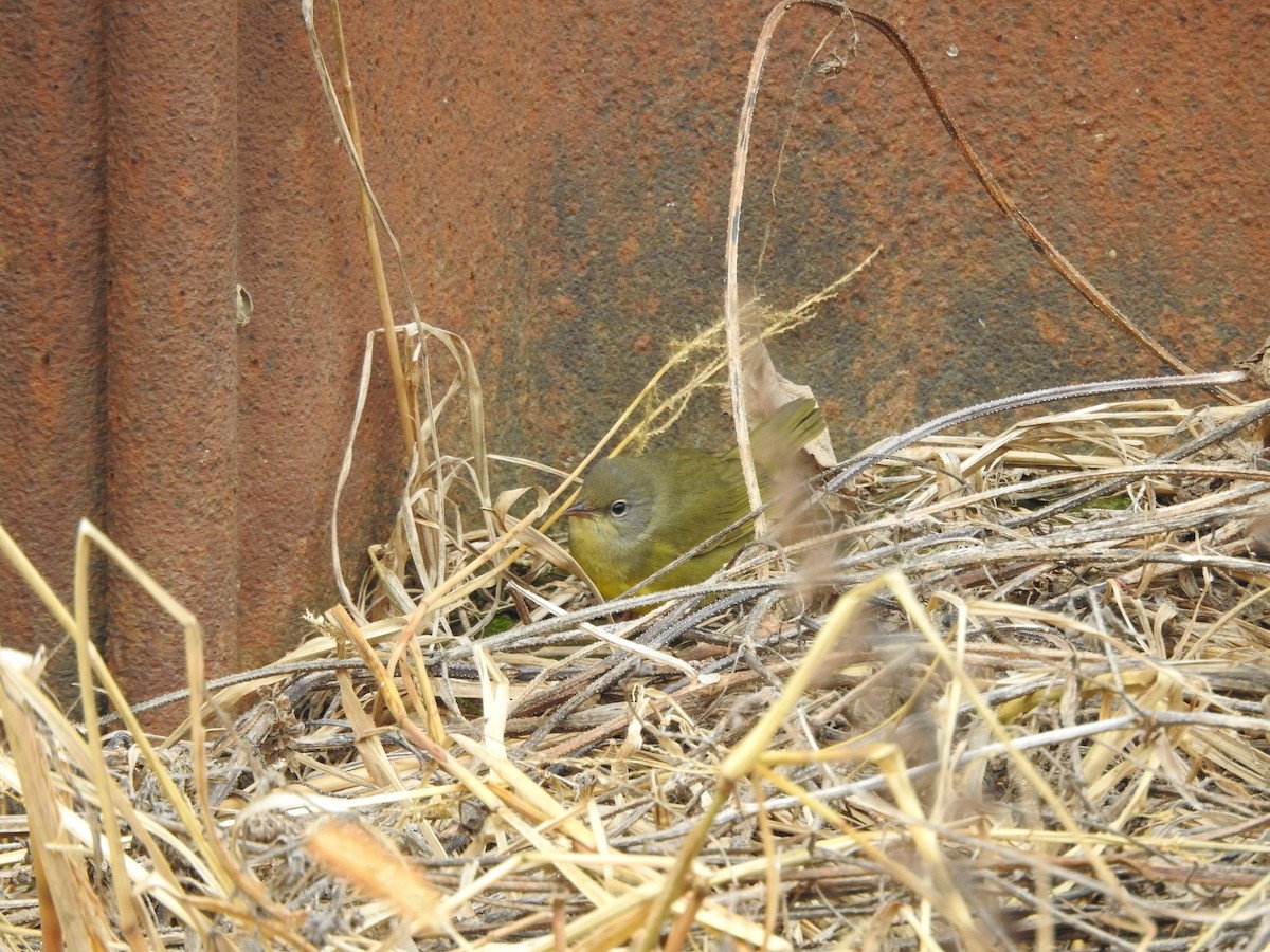 Mourning Warbler - ML646095050