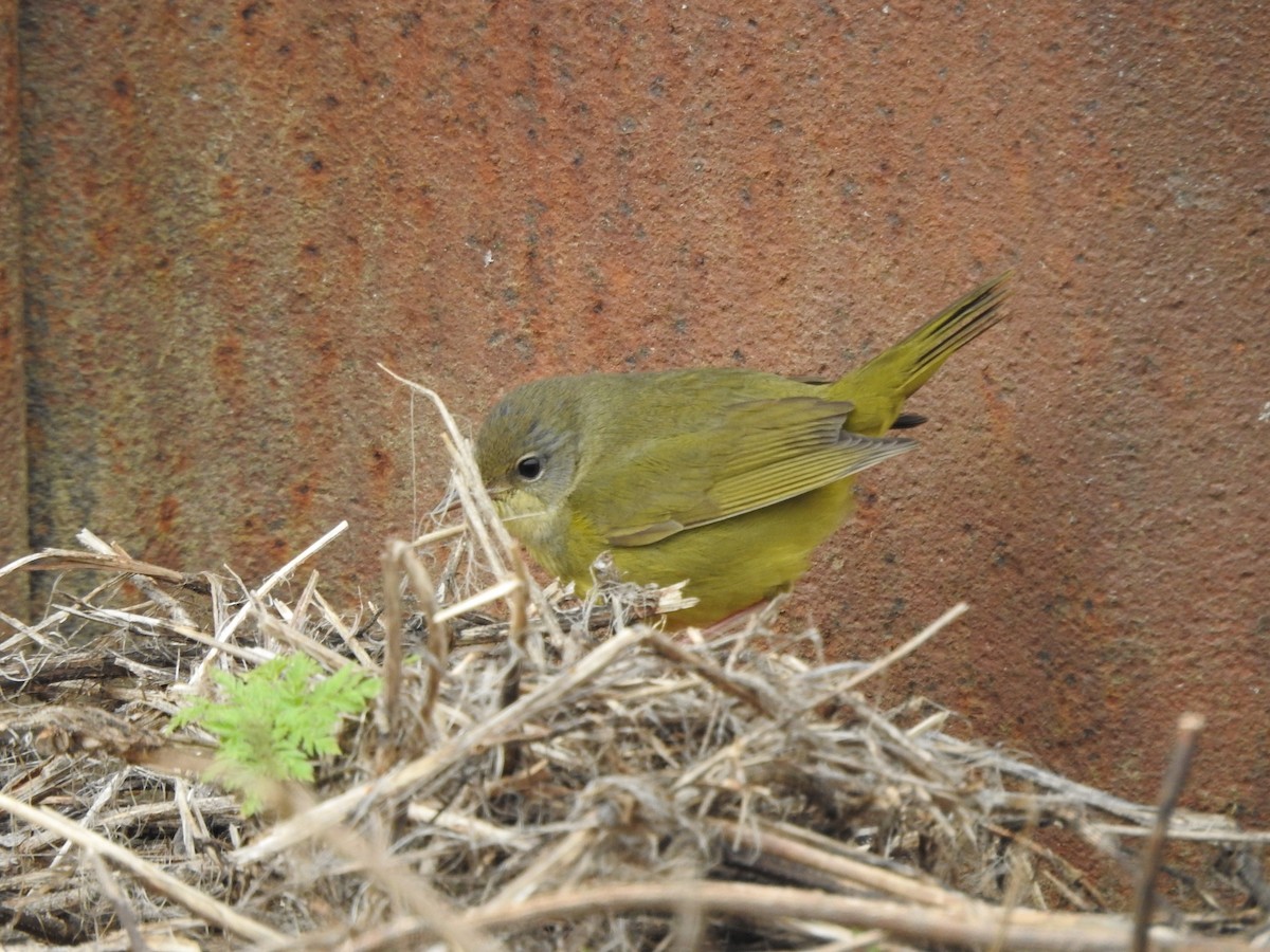 Mourning Warbler - ML646095052