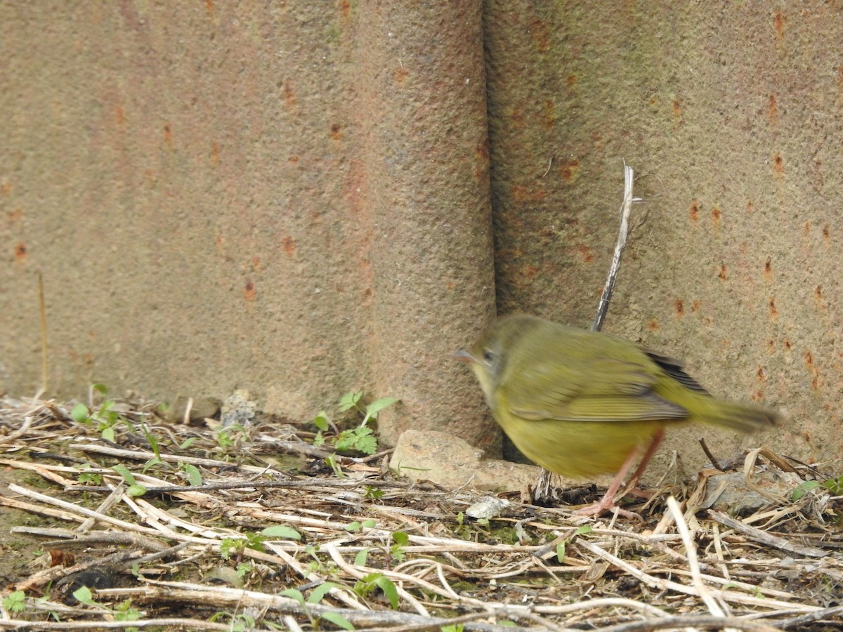 Mourning Warbler - ML646095053