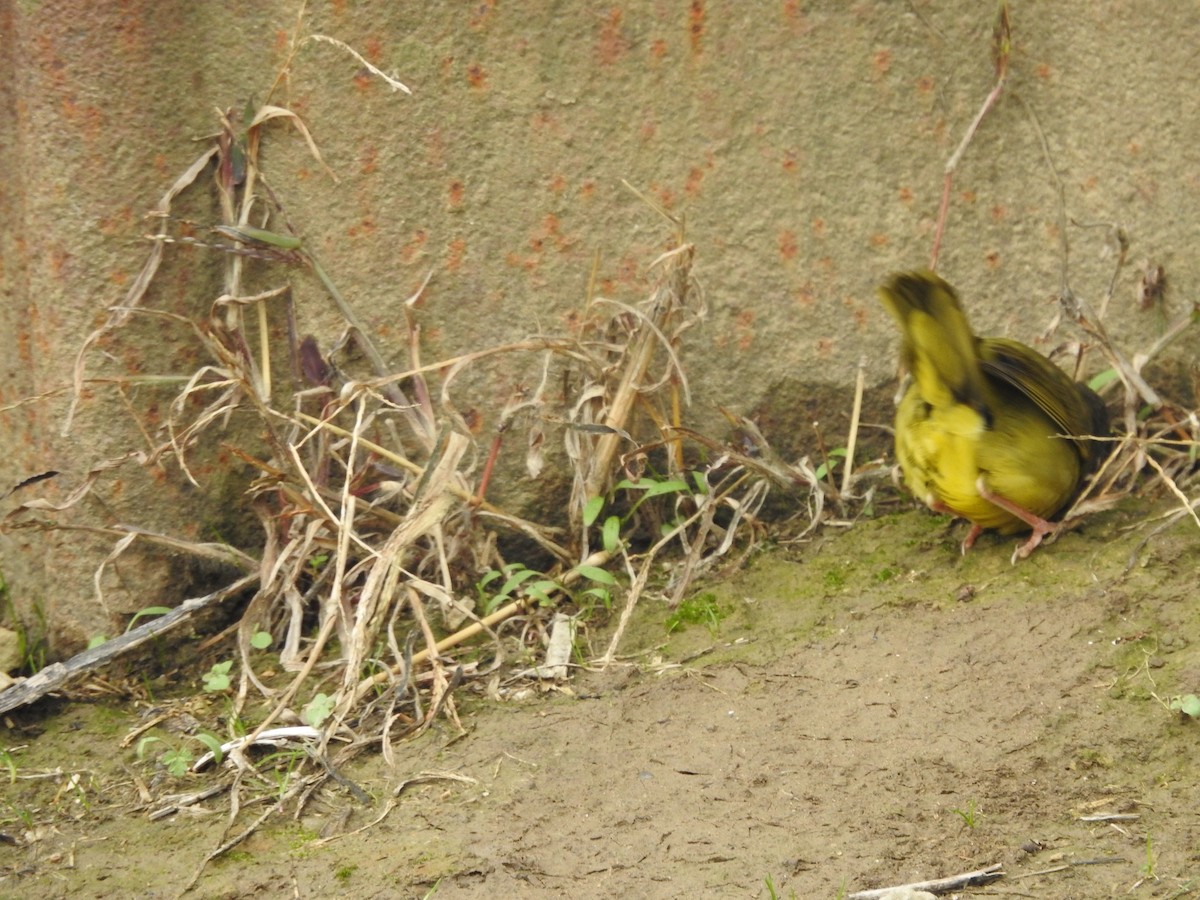 Mourning Warbler - ML646095054