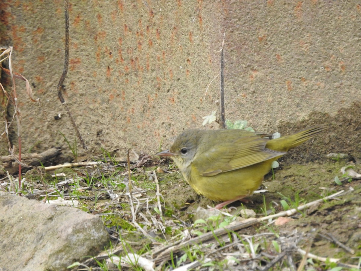 Mourning Warbler - ML646095055