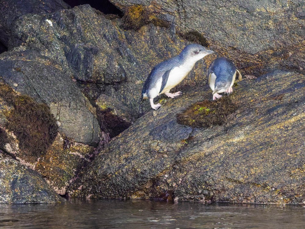 Малый пингвин - ML646095057