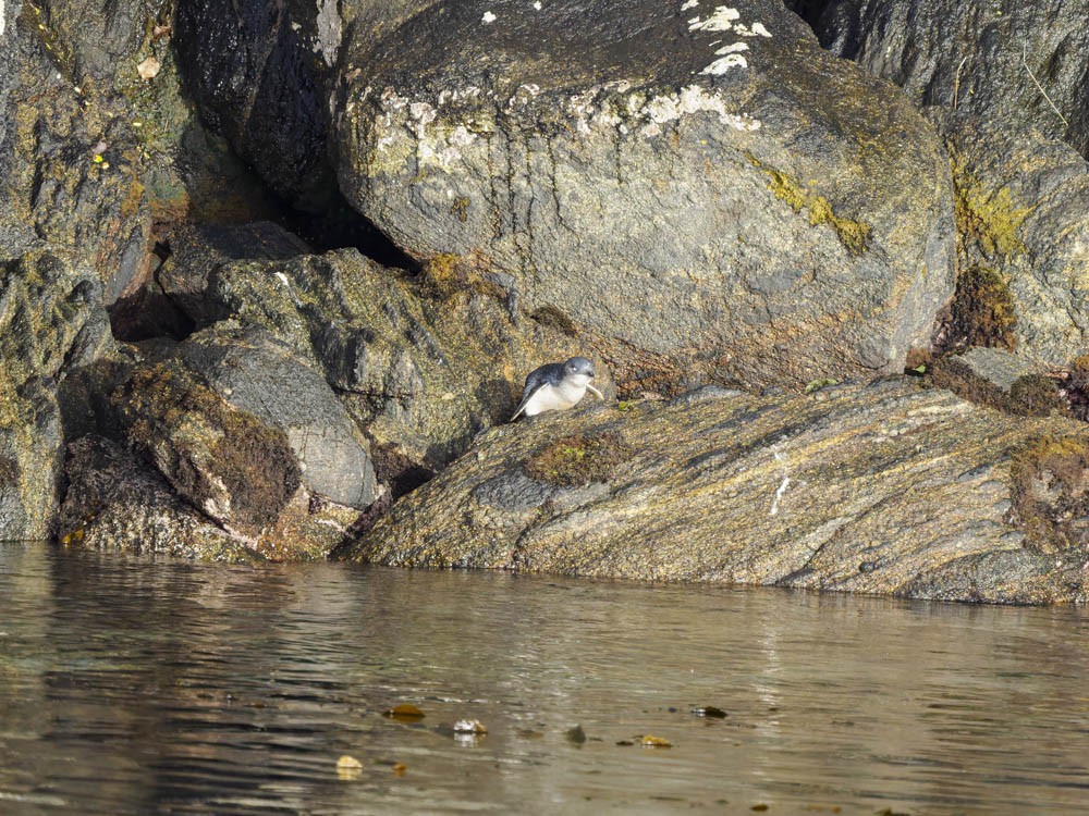 Малый пингвин - ML646095059