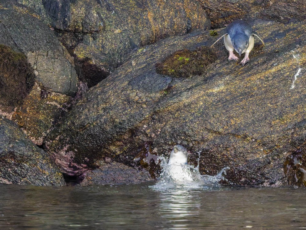 Малый пингвин - ML646095060