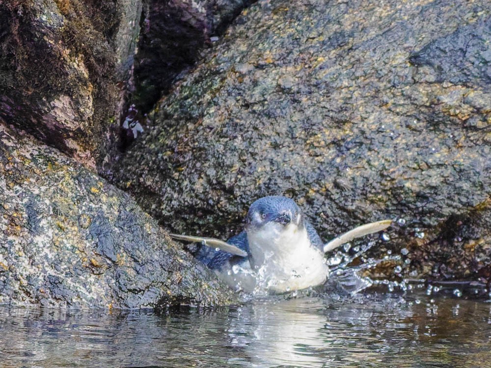 Малый пингвин - ML646095061