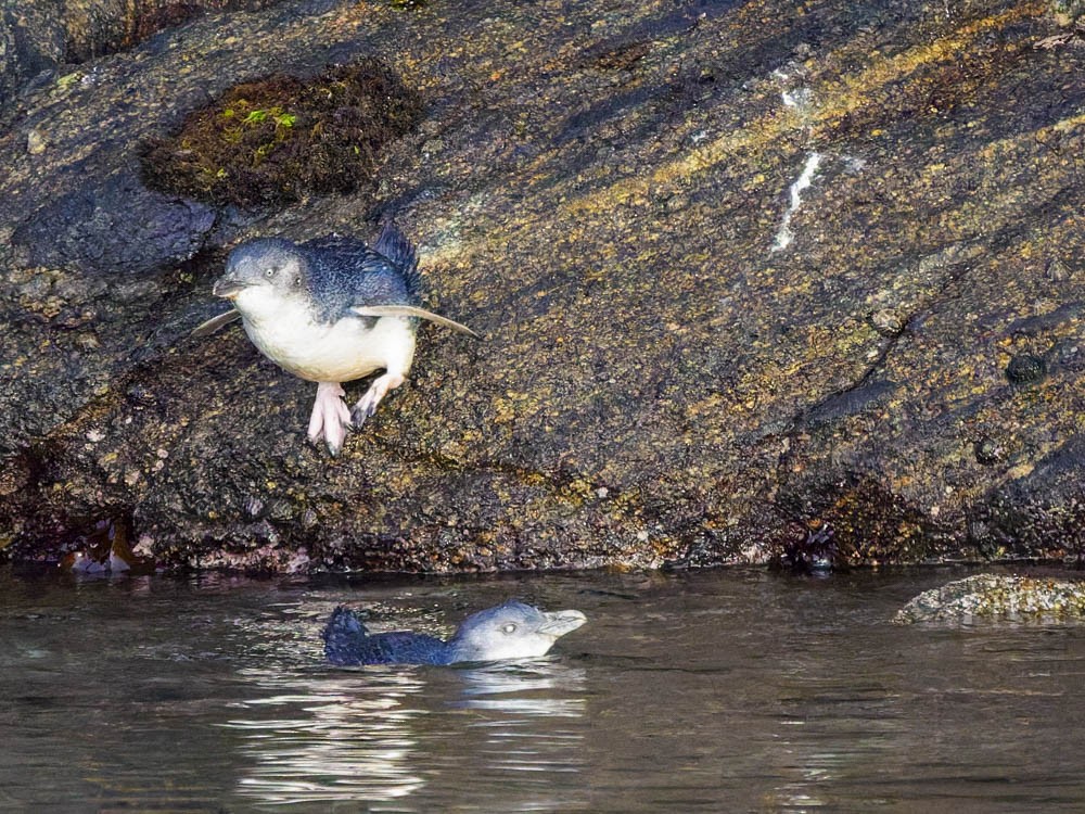 Малый пингвин - ML646095062