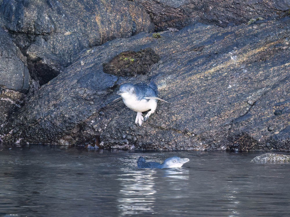 Малый пингвин - ML646095063