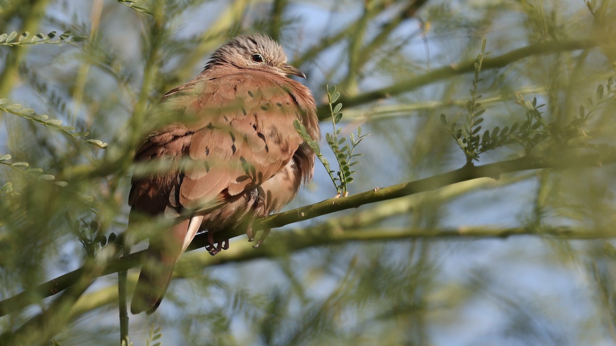 Ruddy Ground Dove - ML646095064