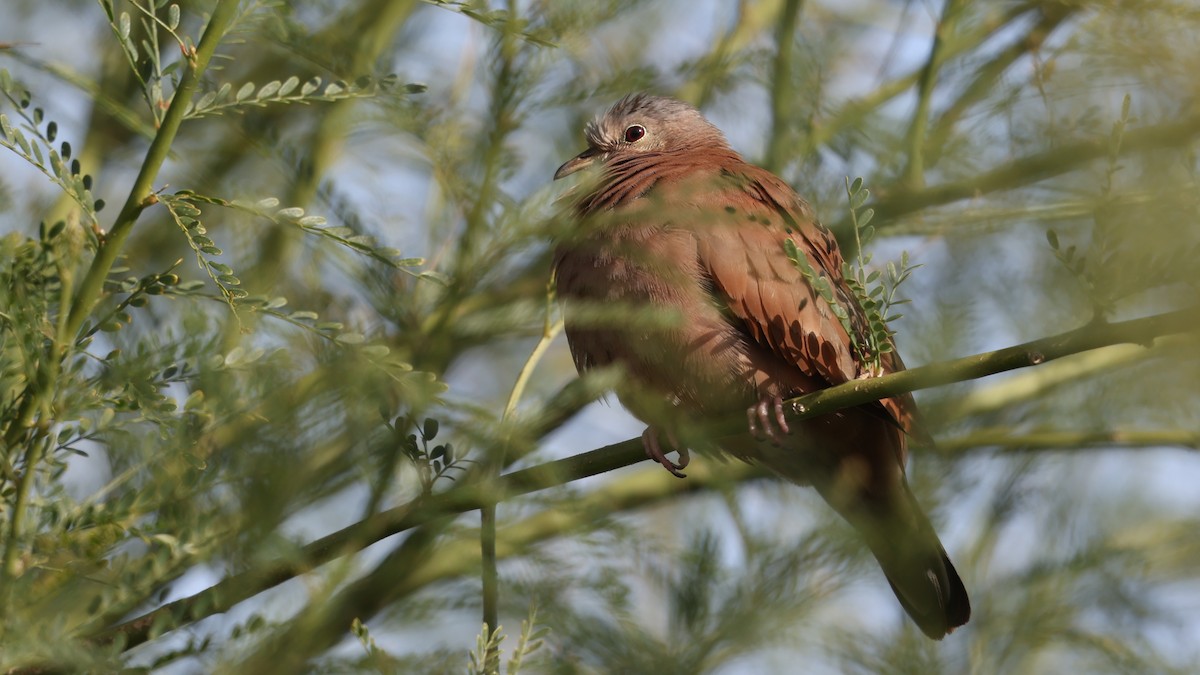 Ruddy Ground Dove - ML646095065