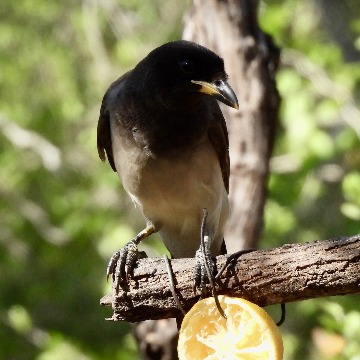 Brown Jay - ML646095068