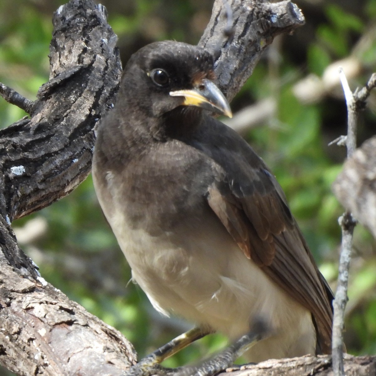 Brown Jay - ML646095069