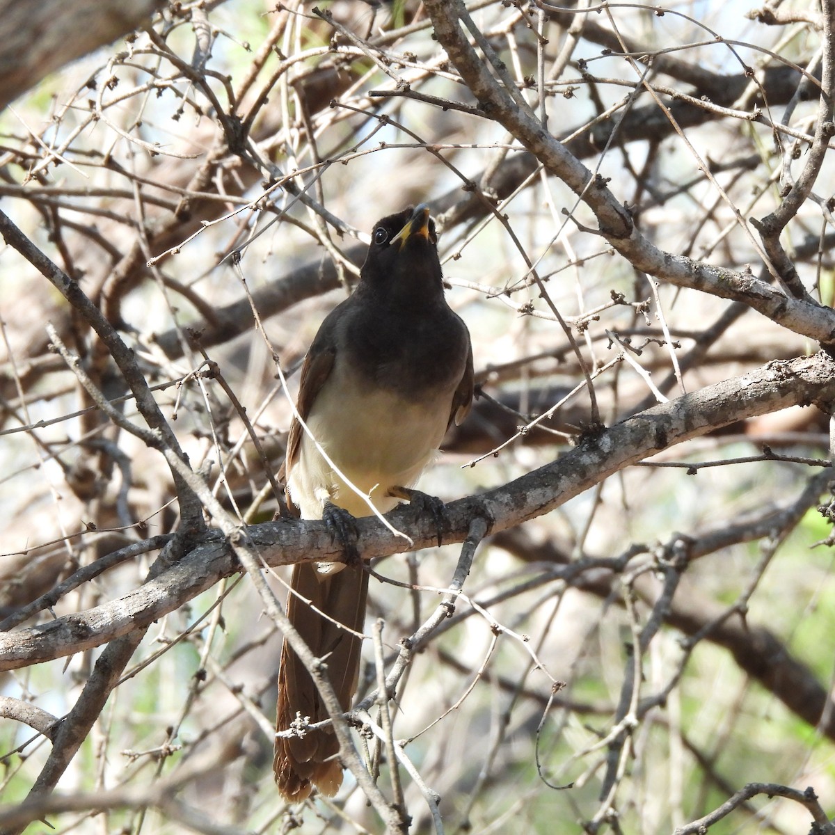 Brown Jay - ML646095070