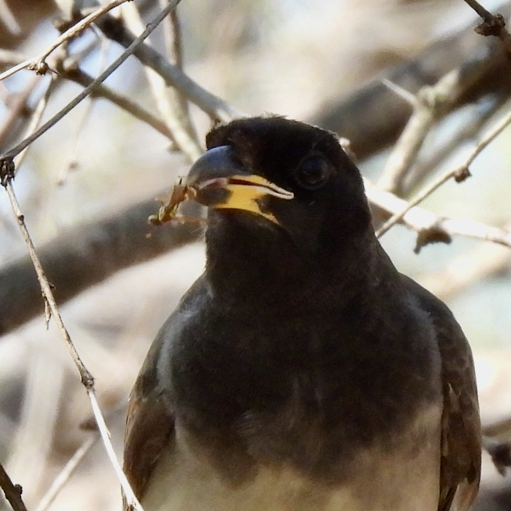 Brown Jay - ML646095071
