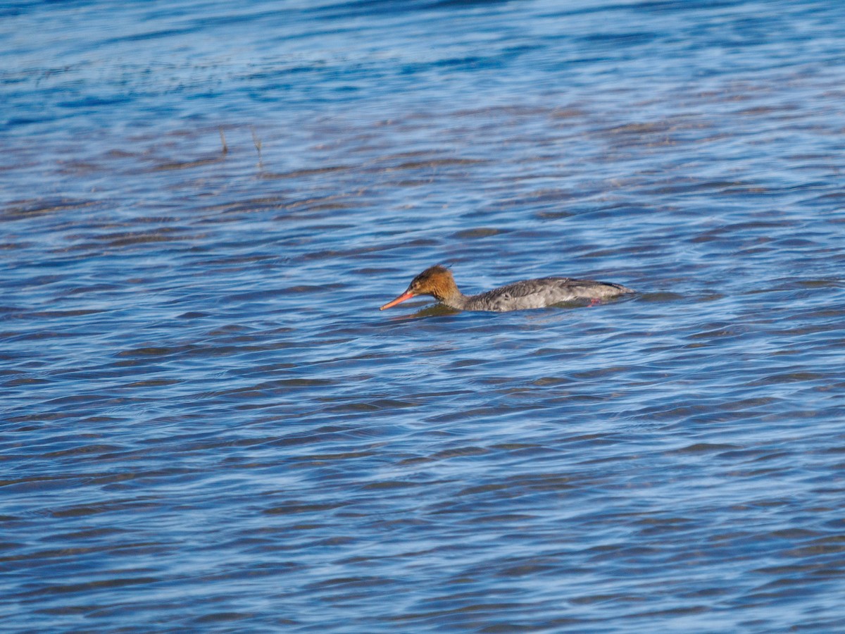 Red-breasted Merganser - ML646095077