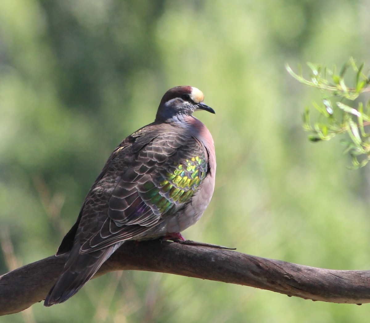 Common Bronzewing - ML646095079
