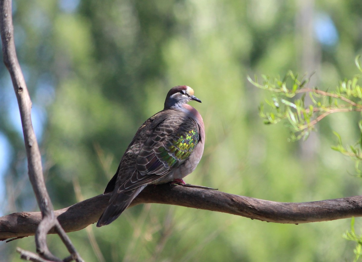 Common Bronzewing - ML646095080