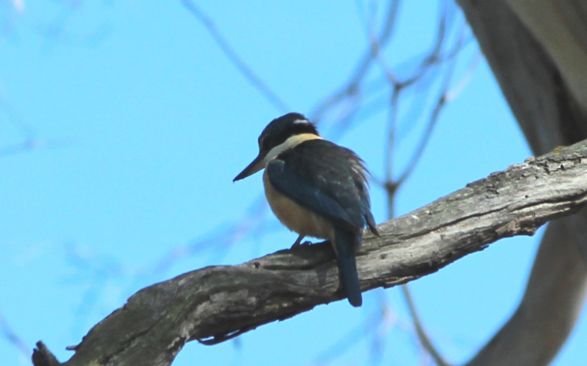 Sacred Kingfisher (Australasian) - ML646095086