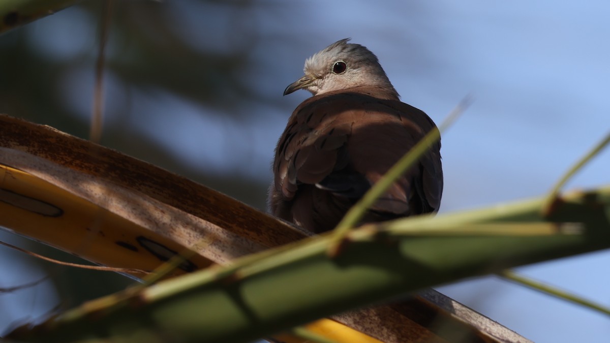 Ruddy Ground Dove - ML646095087