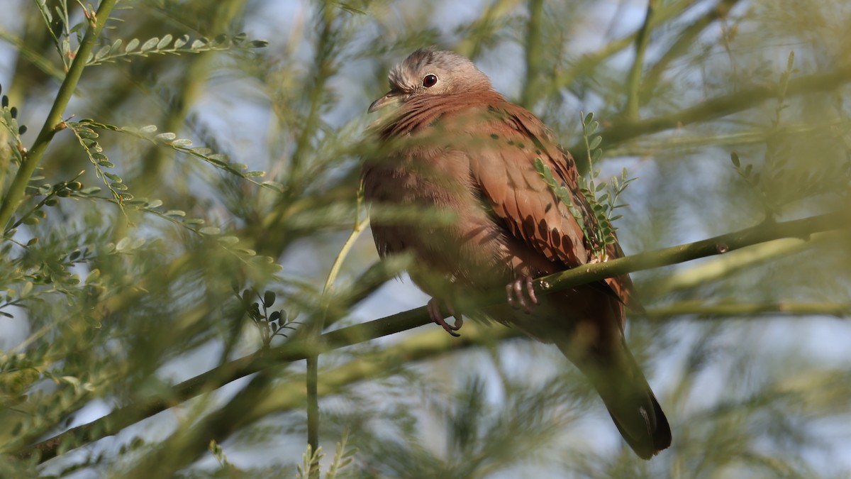 Ruddy Ground Dove - ML646095088