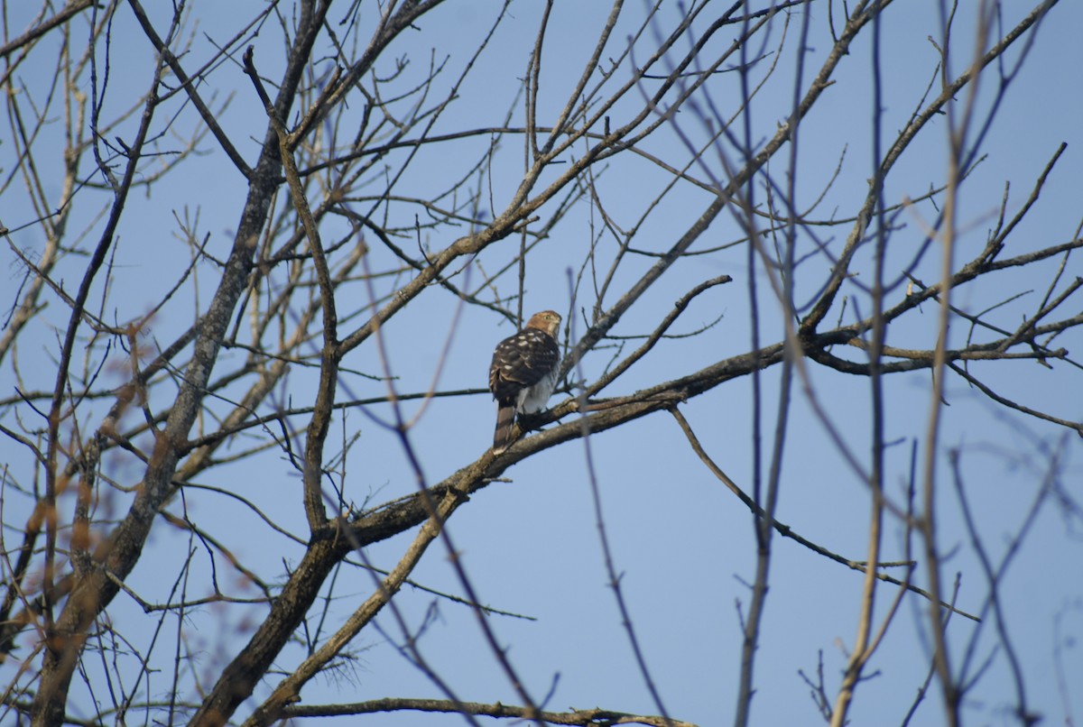 Яструб чорноголовий - ML646095089