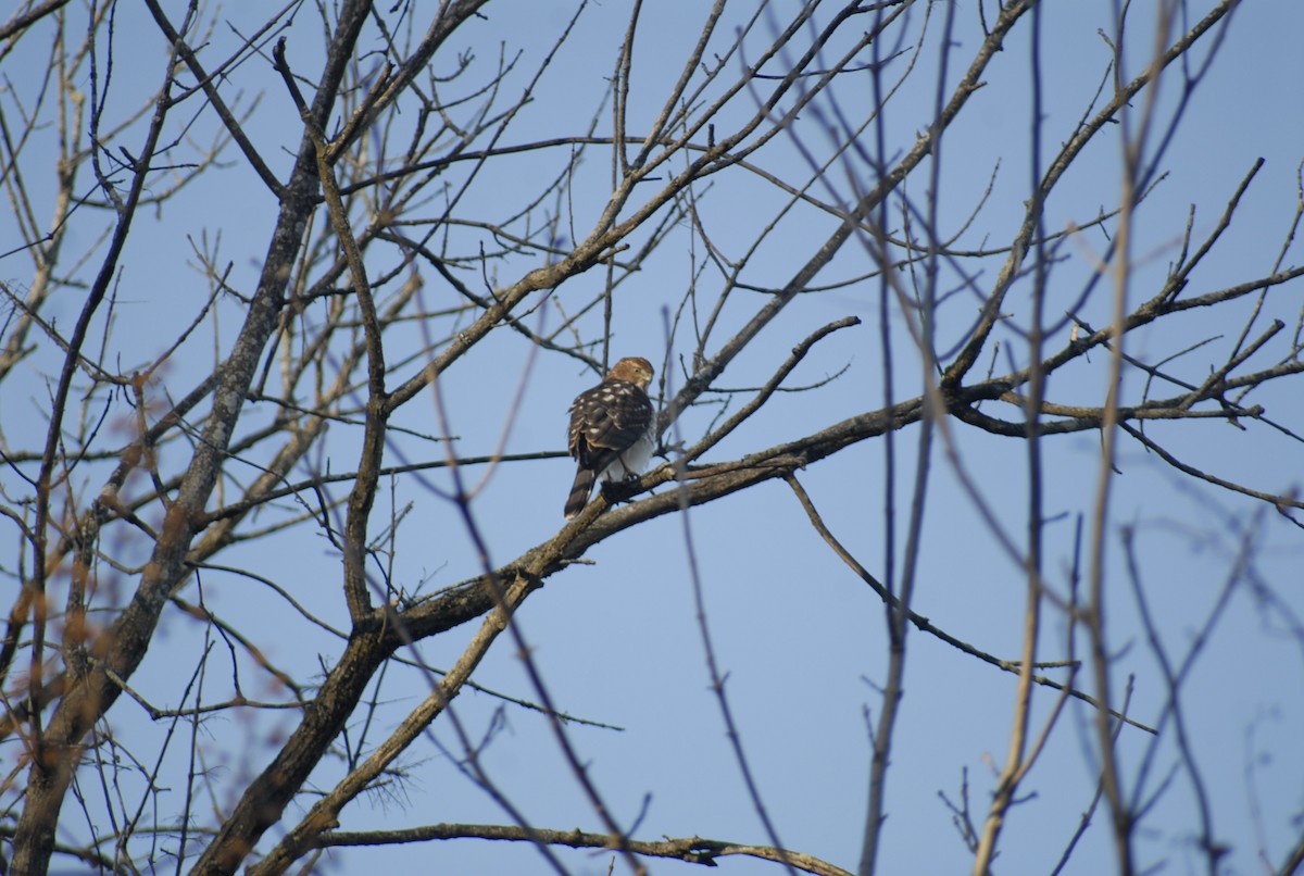 Яструб чорноголовий - ML646095090