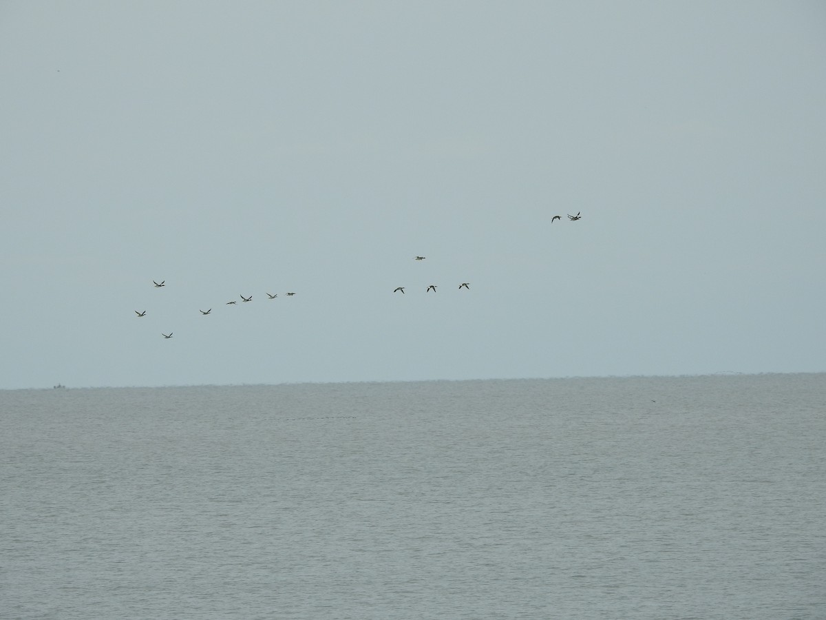 Red-breasted Merganser - ML646095091