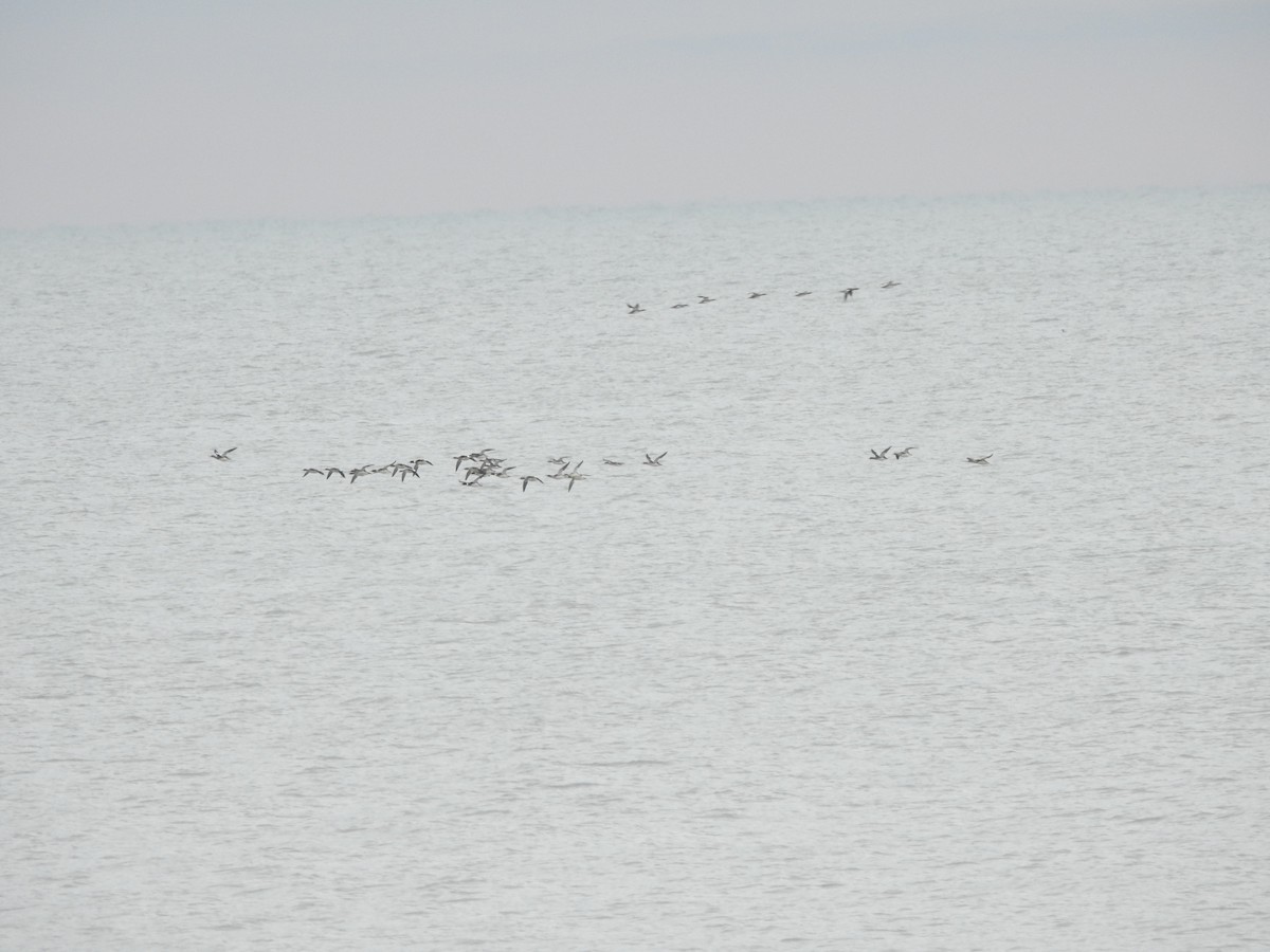 Red-breasted Merganser - ML646095092