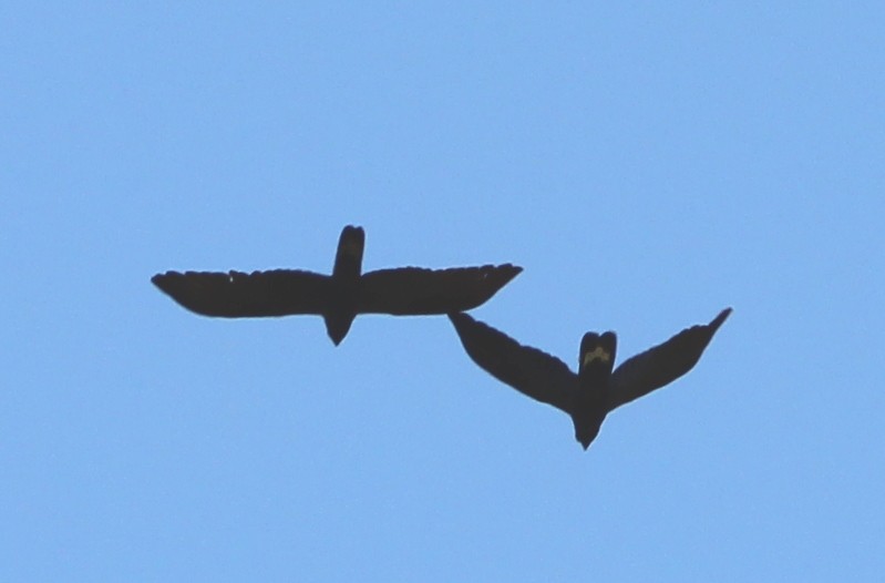 Yellow-tailed Black-Cockatoo - ML646095093