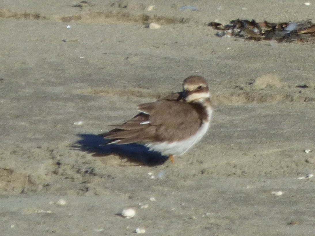 Common Ringed Plover - ML646095096