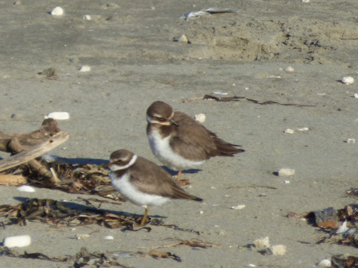 Common Ringed Plover - ML646095097