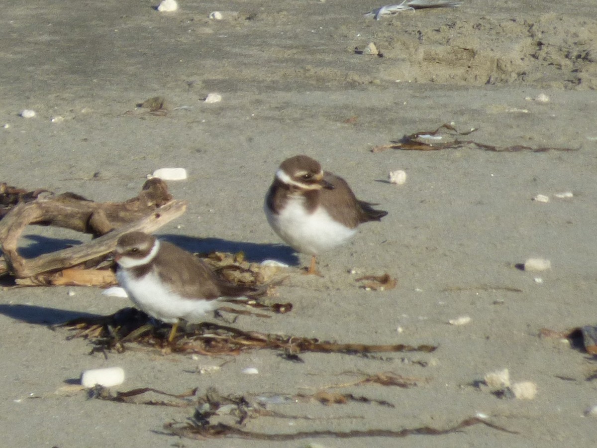 Common Ringed Plover - ML646095098