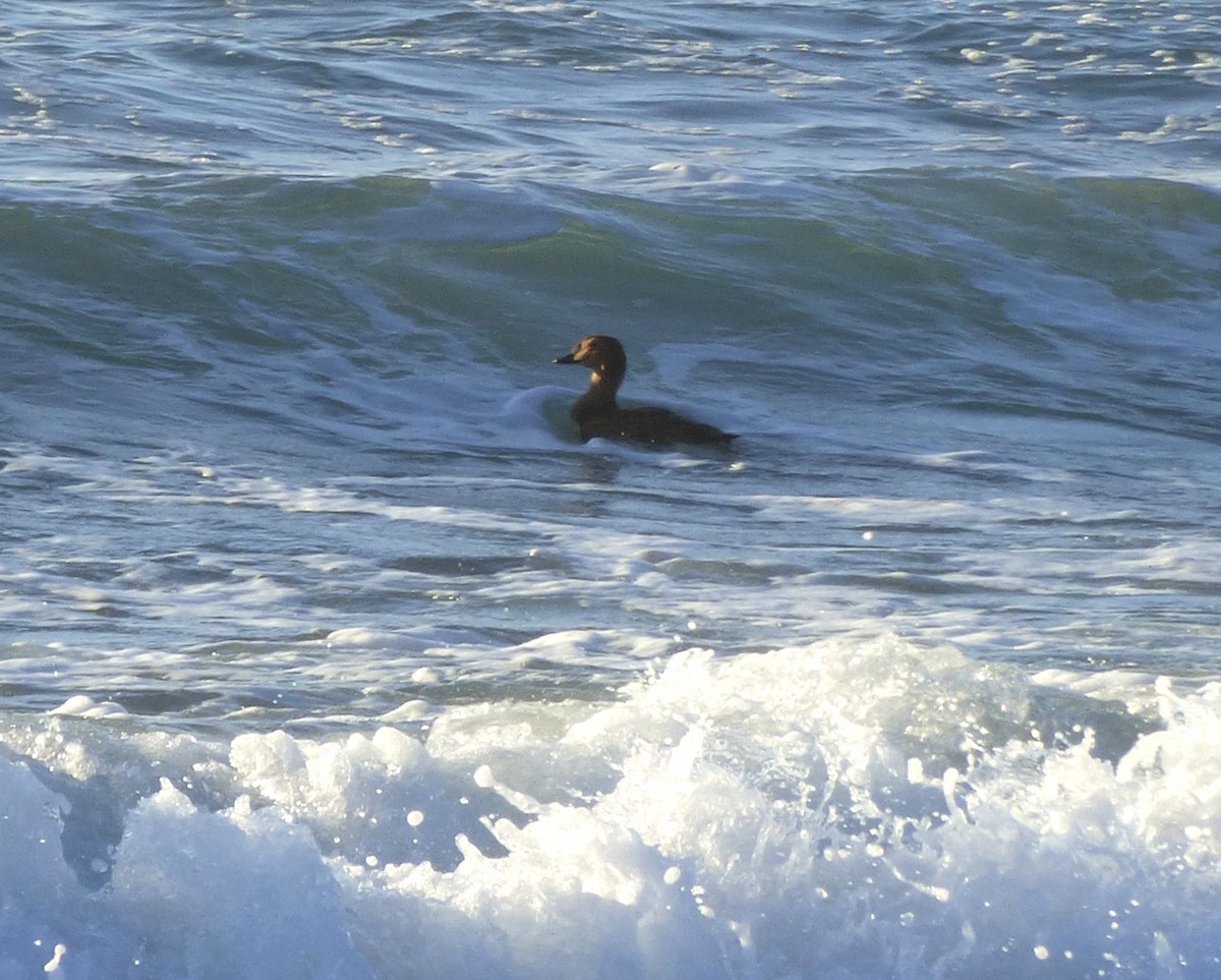 King Eider - ML646095101