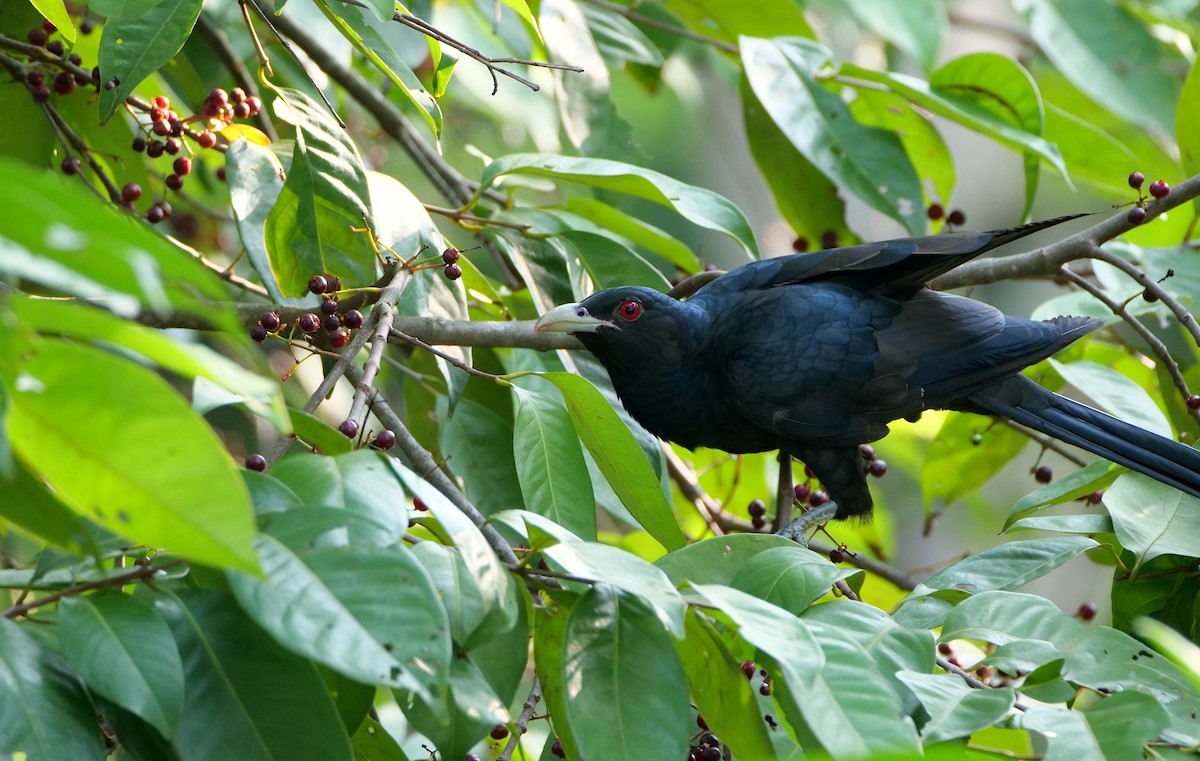 Asienkoel - ML646095108