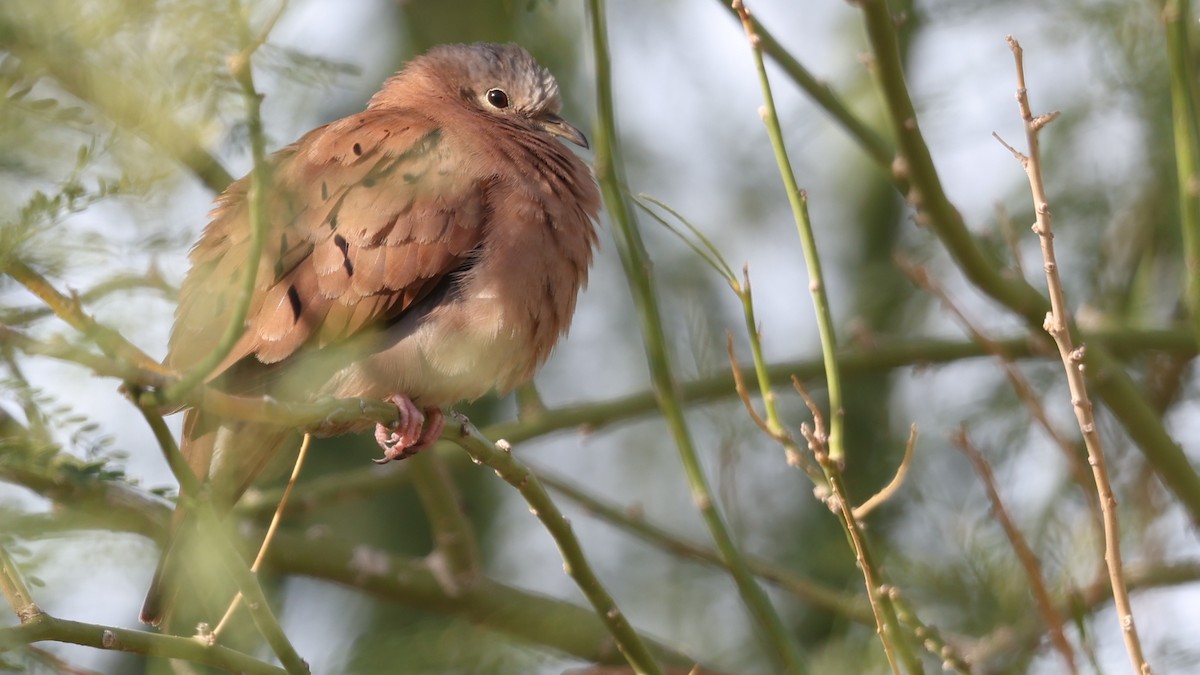 Ruddy Ground Dove - ML646095109