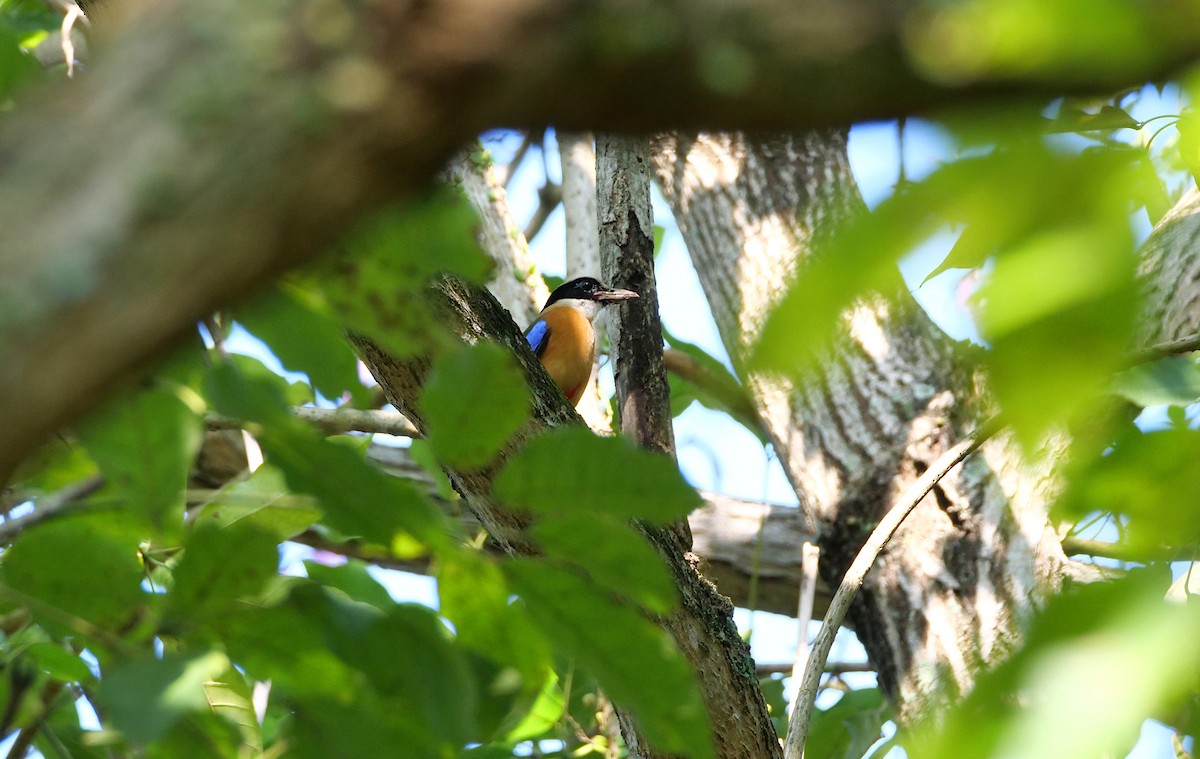Blauflügelpitta - ML646095116