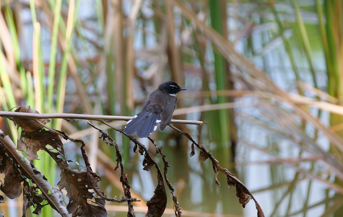 Malaienfächerschwanz - ML646095119