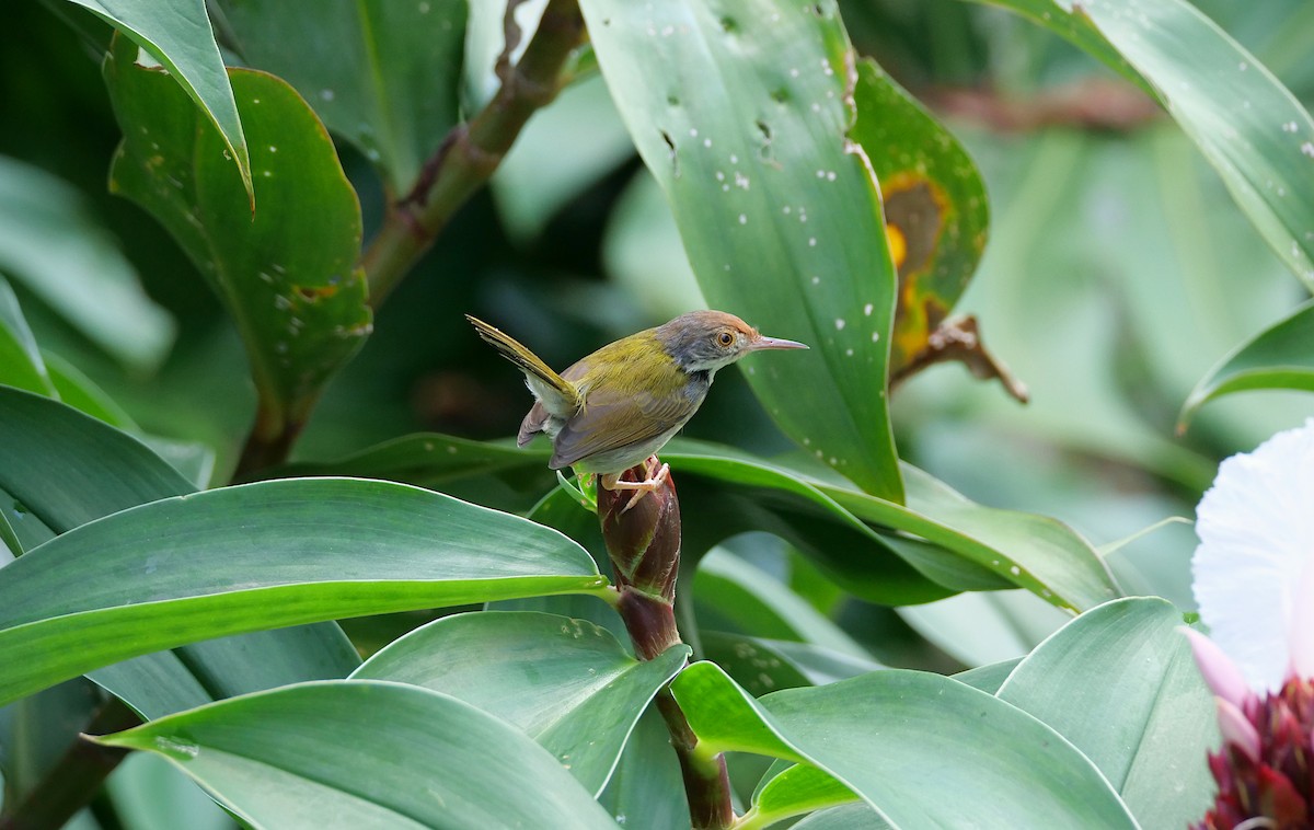 langstjertskredderfugl - ML646095121