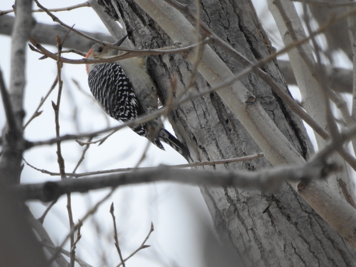 Каролинский дятел - ML646095127