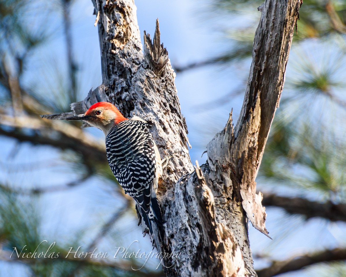 Каролинский дятел - ML646095129