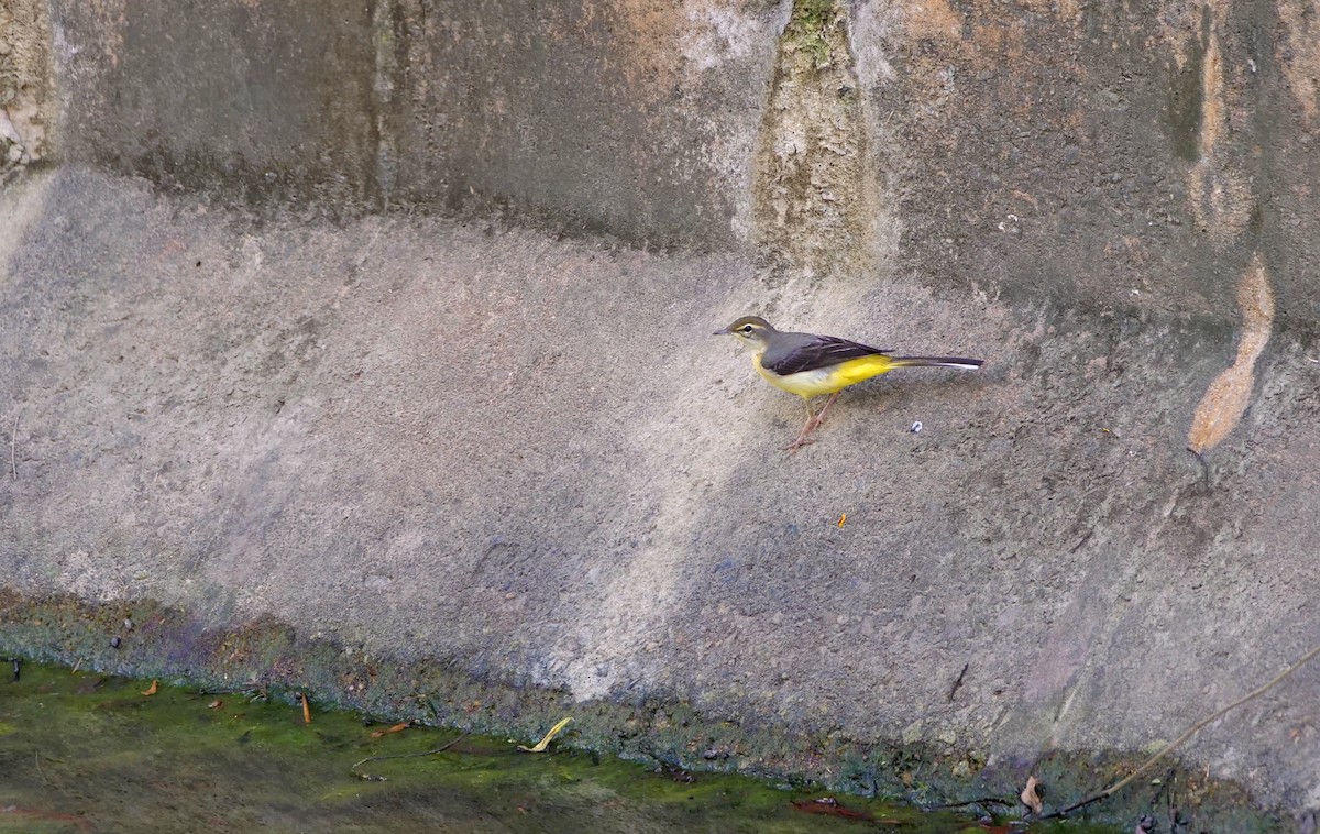 Gebirgsstelze - ML646095130