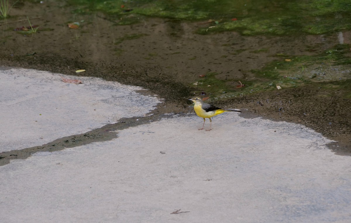 Gebirgsstelze - ML646095131