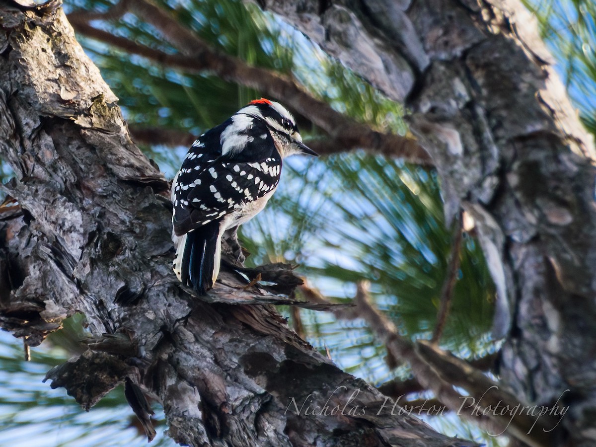 Downy Woodpecker - ML646095135