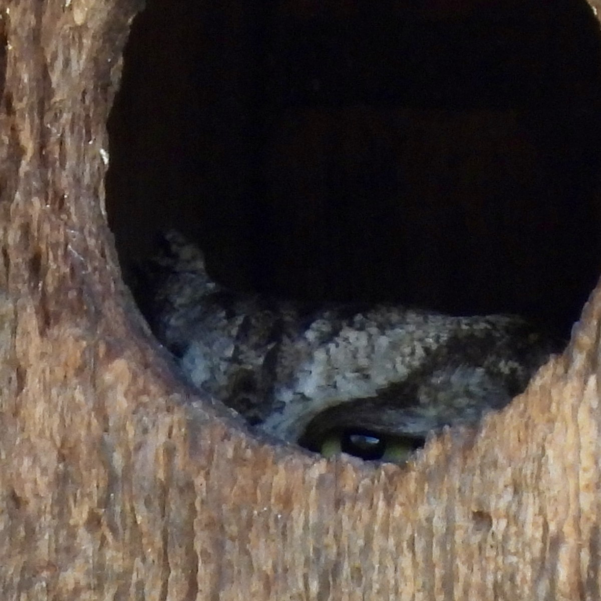Eastern Screech-Owl (McCall's) - ML646095136