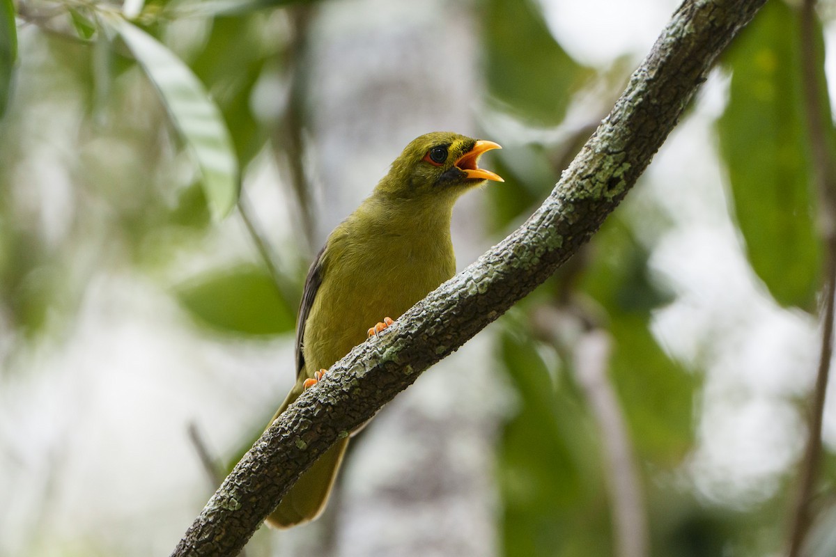 Glockenhonigfresser - ML646095137