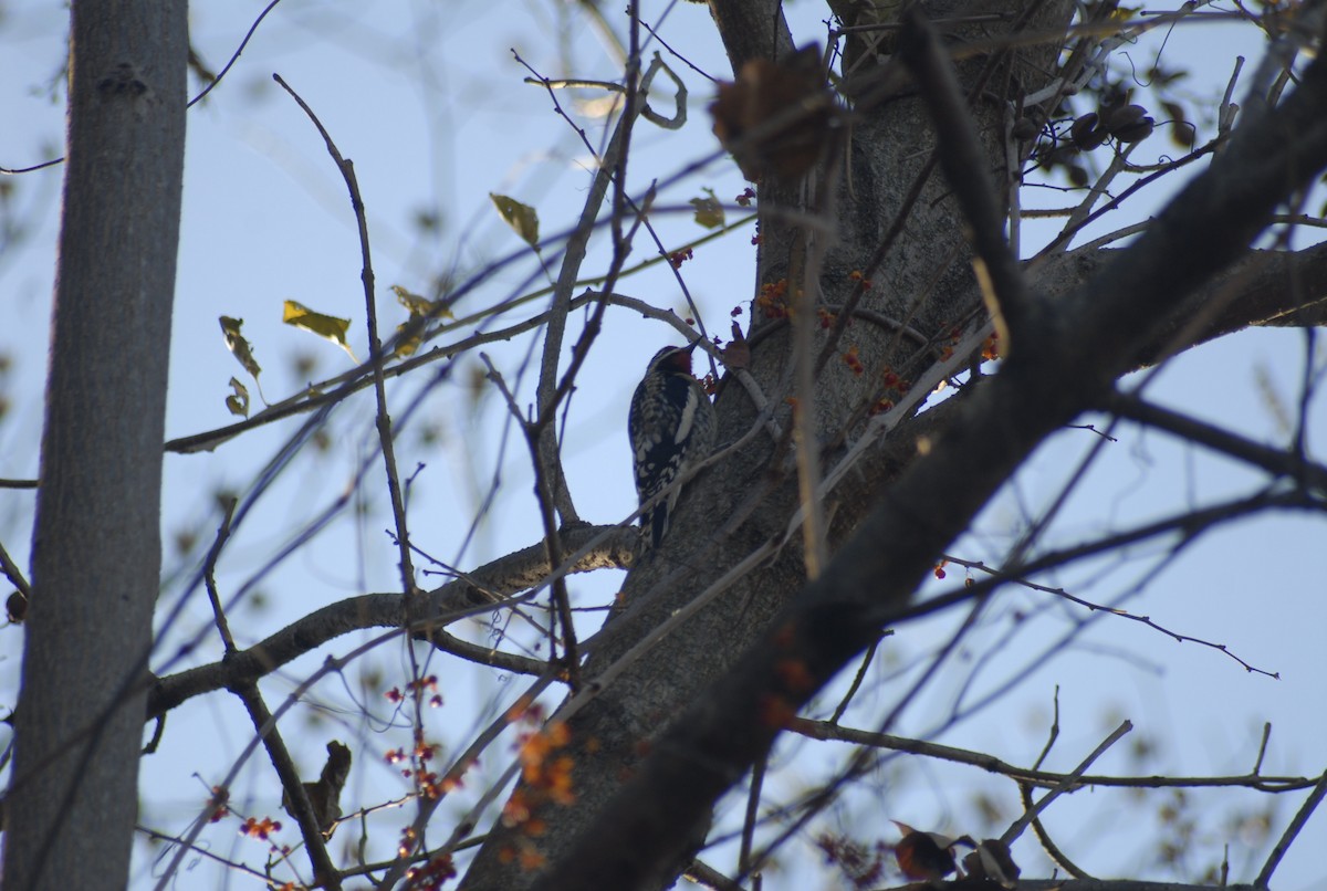 Дятел-смоктун жовточеревий - ML646095139