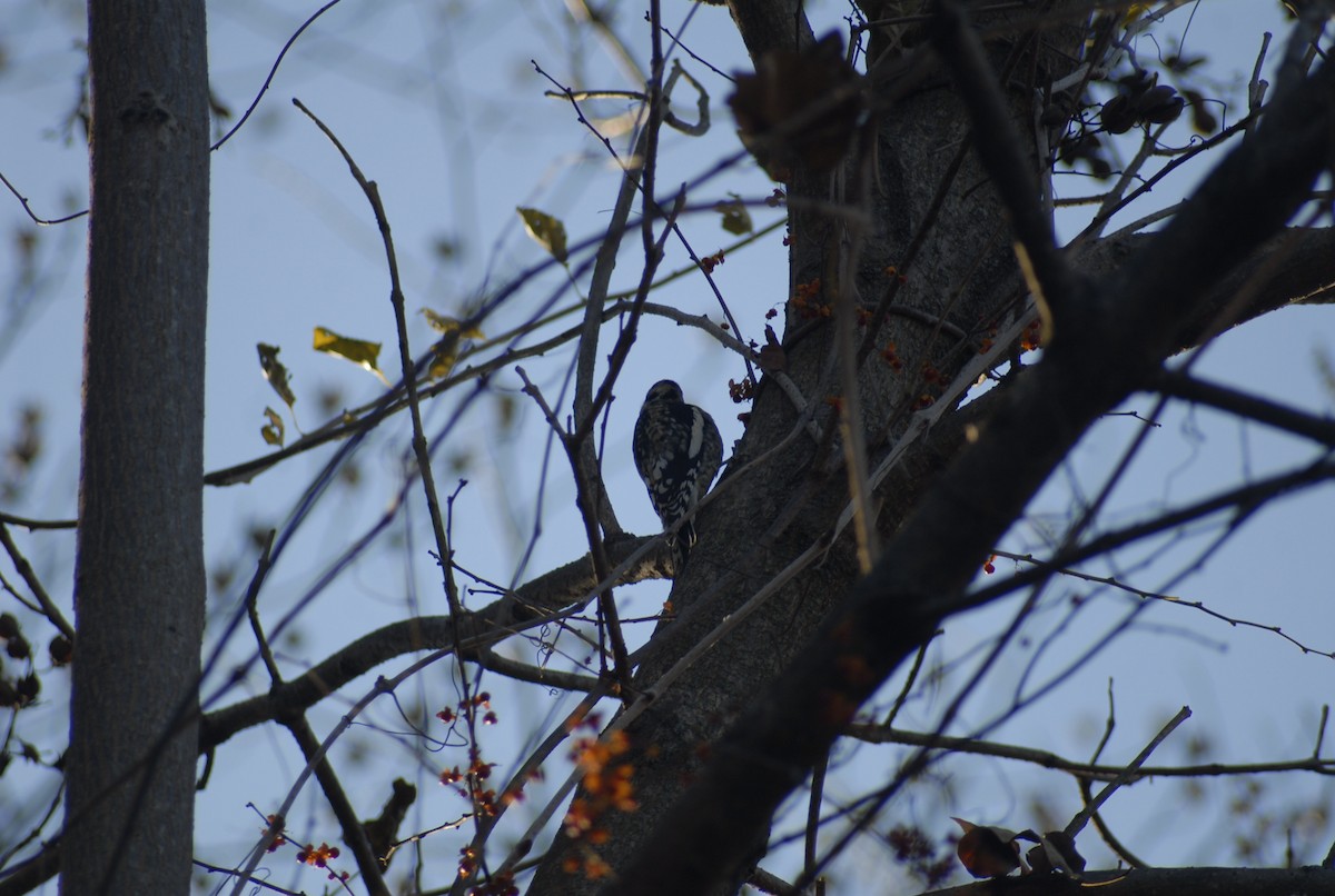 Дятел-смоктун жовточеревий - ML646095140